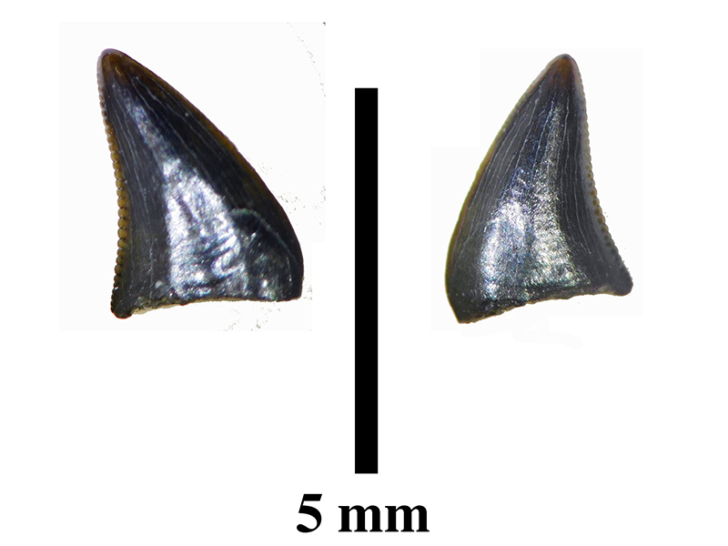 リカルドエステシア・ギルモレイの歯化石