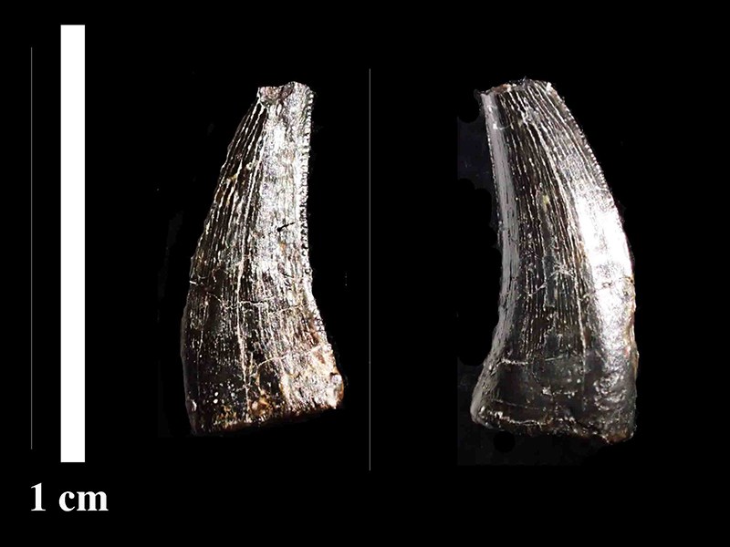 石賀さんが発見したリカルドエステシア・ギルモレイの歯化石。肉食恐竜の特色である鋸歯が発達している