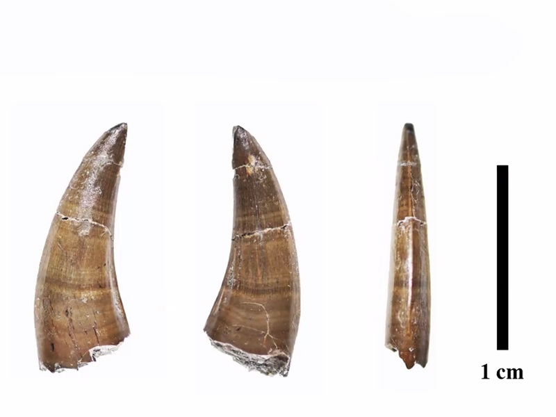 リカルドエステシア・イソスケレスの歯化石（アジア初）