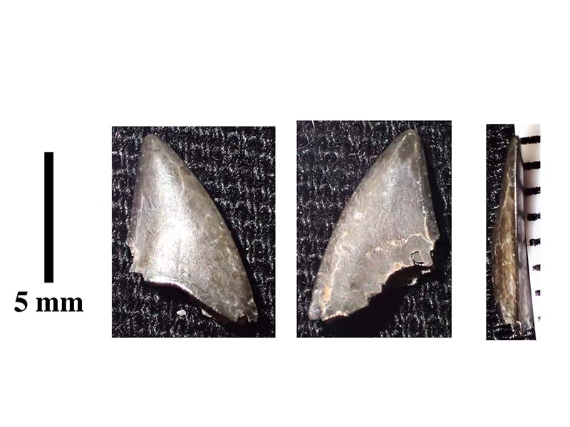 リカルドエステシア・イソスケレスの歯化石