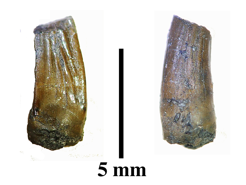 国内初のパロニコドンの歯化石