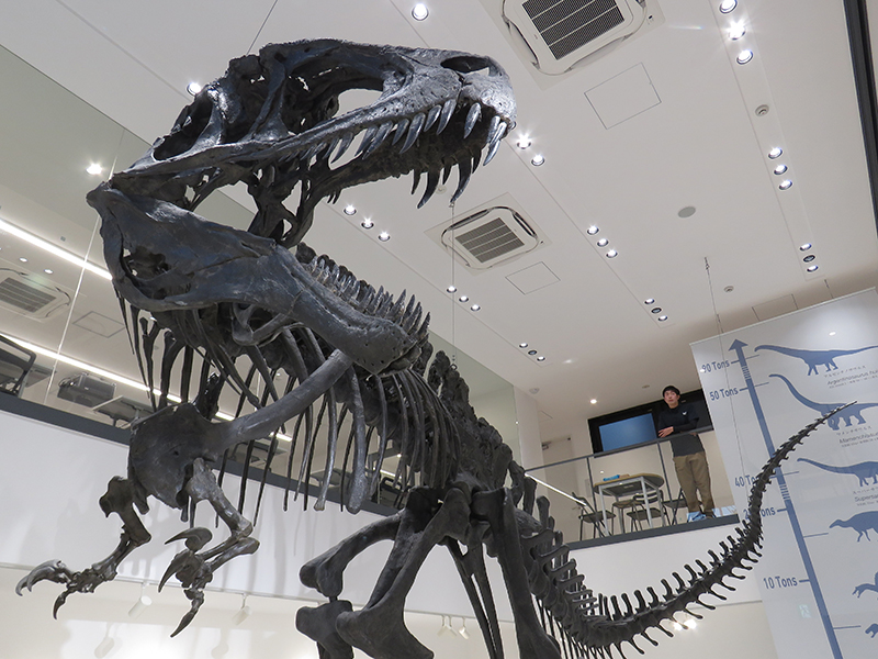 4種類6点もの肉食恐竜の歯化石が見つかった久慈市を示す地図
